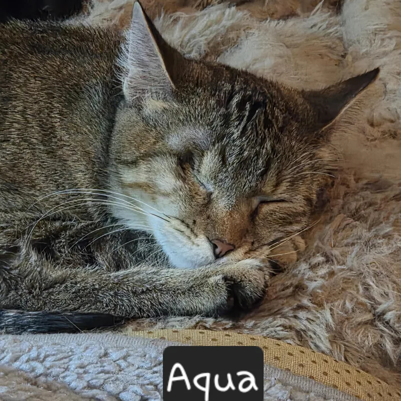 Aqua thumbnail 2