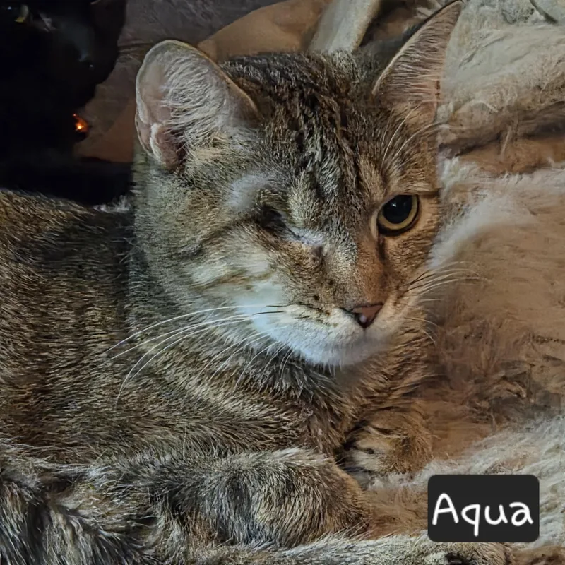 Aqua thumbnail 3