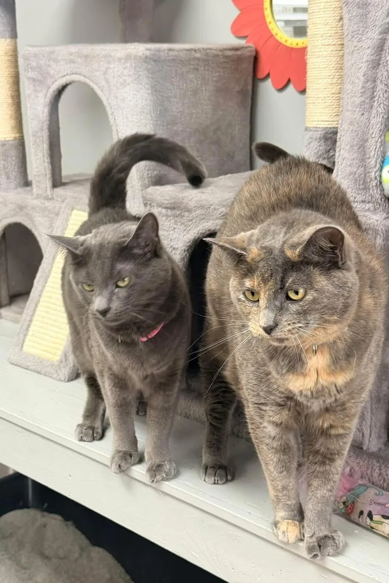 An adult medium-sized female Dilute Tortoiseshell Domestic Short Hair cat named Martini for adoption in Momence, IL