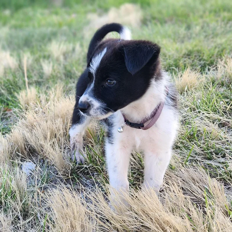 A baby medium-sized male Black Border Collie dog named Dugan for adoption in Marfa, TX