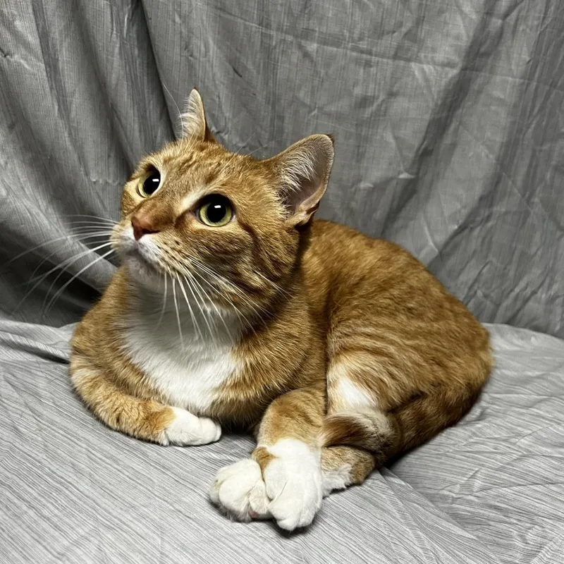 An adult medium-sized female Orange / Red Domestic Short Hair cat named Mango for adoption in Raleigh, NC