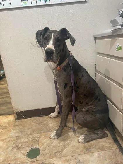 An adult extra large-sized female Great Dane dog named Aelin for adoption in Houston, TX