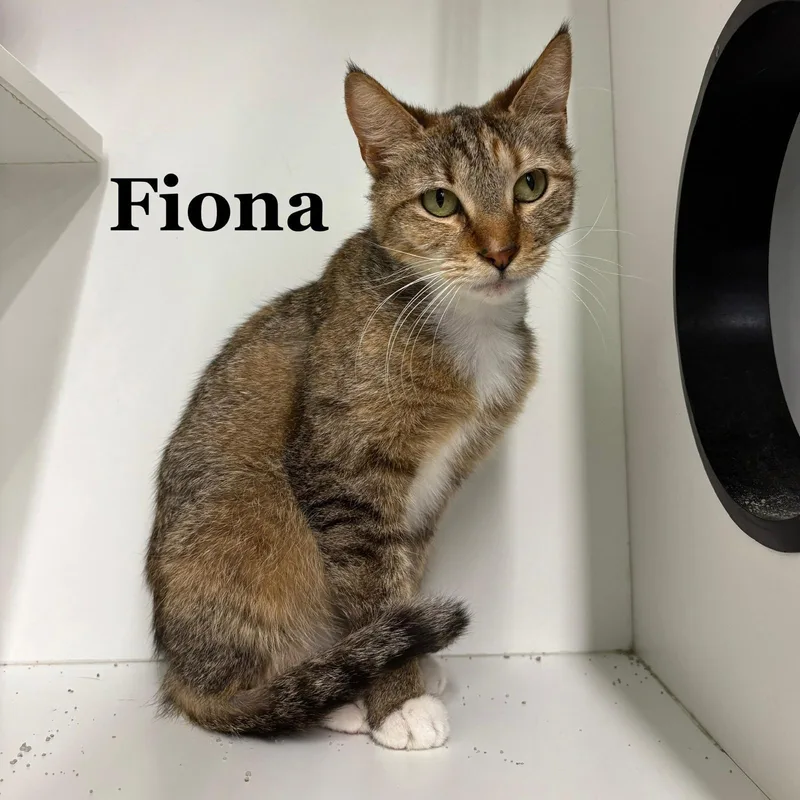 An adult medium-sized female Domestic Short Hair cat named Fiona for adoption in Spring Lake, NJ