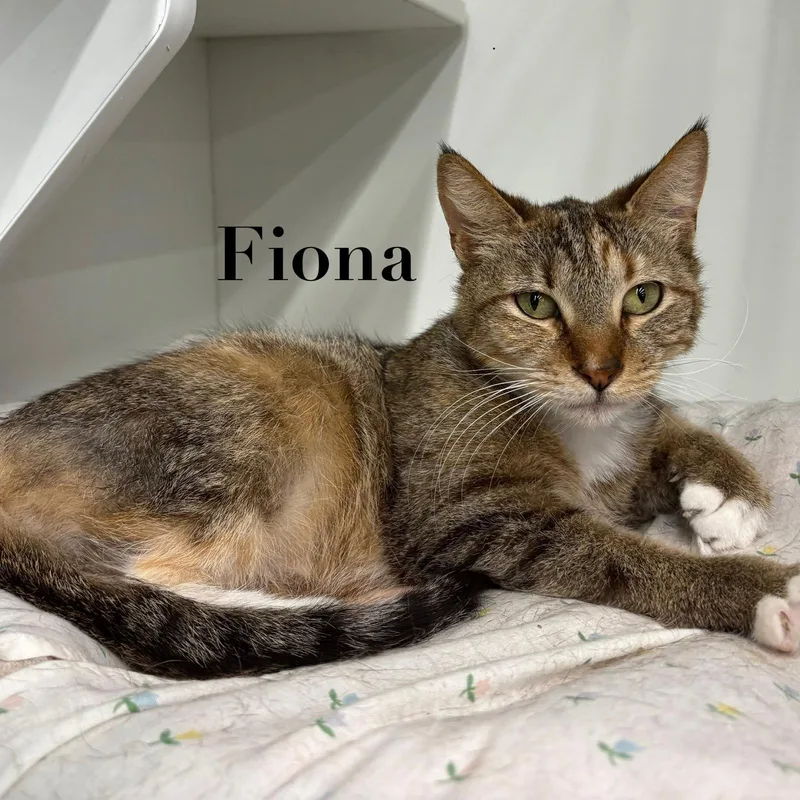 Fiona thumbnail 3