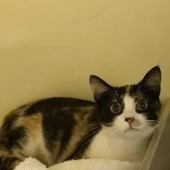 A young medium-sized female Calico Domestic Short Hair cat named Shania for adoption in Charleston, SC
