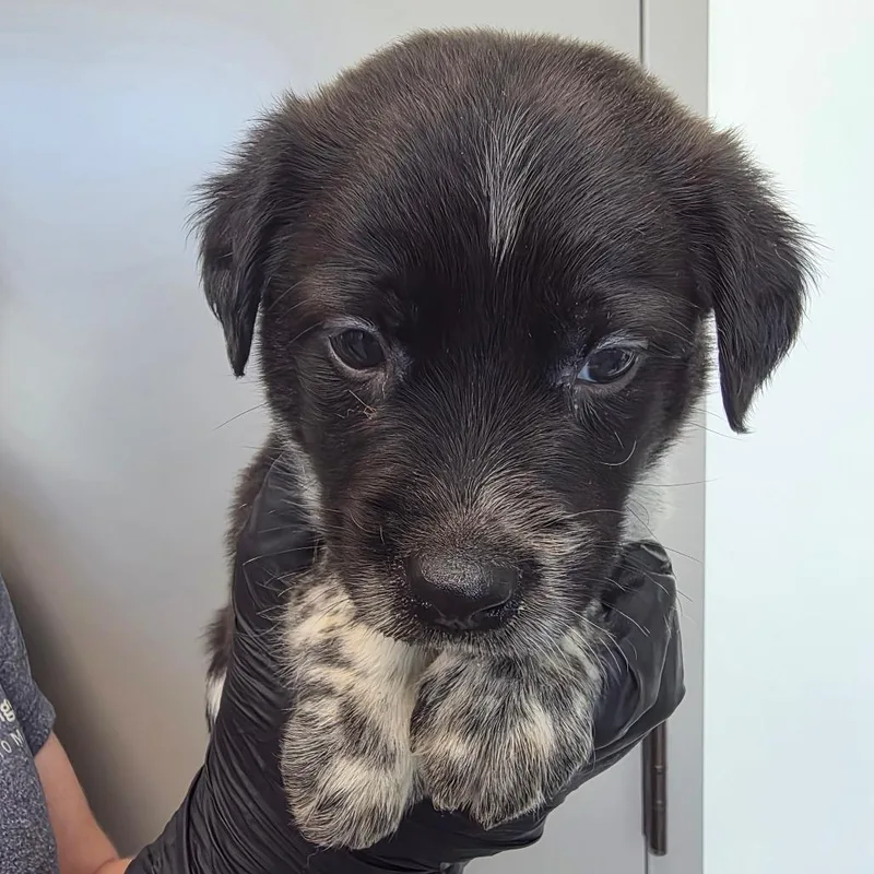 A baby small-sized male Black Australian Cattle Dog / Blue Heeler dog named Hot Fudge for adoption in Sand Springs, OK