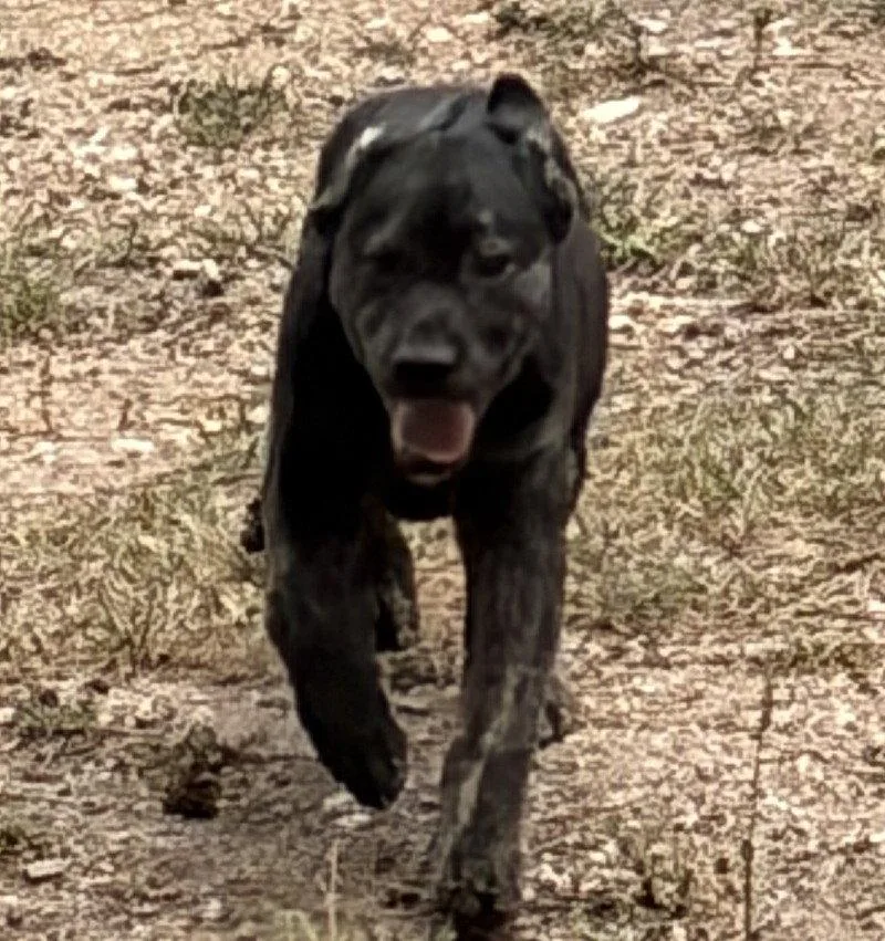 A baby medium-sized female Labrador Retriever dog named England for adoption in Evergreen, CO