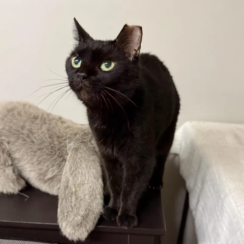 An adult medium-sized female Black Domestic Short Hair cat named Ebby for adoption in Hartville, OH