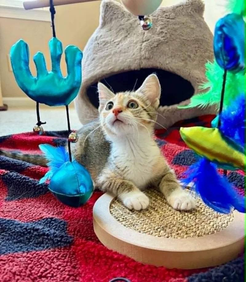 Kiwi MT thumbnail 2