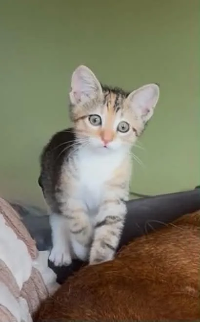 Kiwi MT thumbnail 3