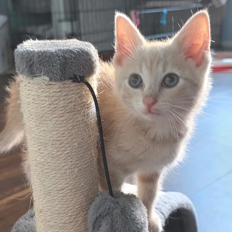 A baby small-sized male Buff / Tan / Fawn Domestic Short Hair cat named Jupiter for adoption in Newport News, VA