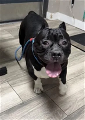 A young medium-sized female Pit Bull Terrier dog named Felicia for adoption in Redlands, CA