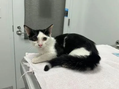 A baby small-sized female Black Domestic Short Hair cat named Mango's Comet for adoption in Kansas City, MO