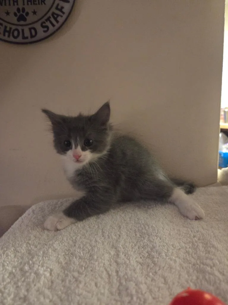 A baby medium-sized male Domestic Medium Hair cat named Tornado for adoption in Parkville, MD