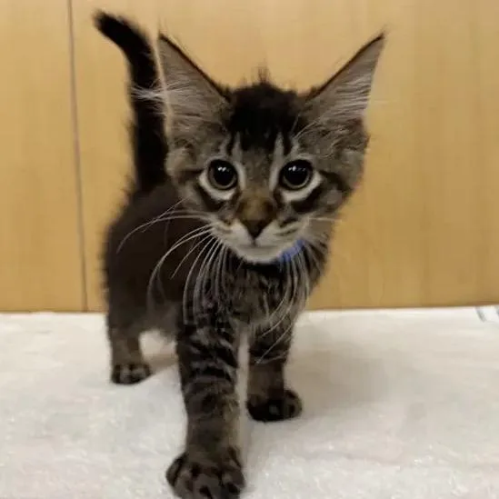 A baby small-sized male Brown / Chocolate Domestic Short Hair cat named Jack for adoption in Saint Louis, MO