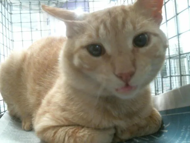 A young large-sized male Domestic Short Hair cat named Oboe for adoption in Houston, TX