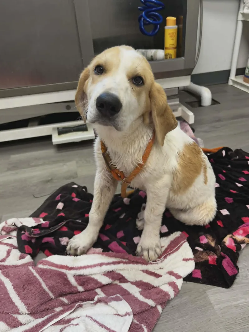 A baby large-sized male White / Cream Anatolian Shepherd dog named Bentley for adoption in Orange, VA