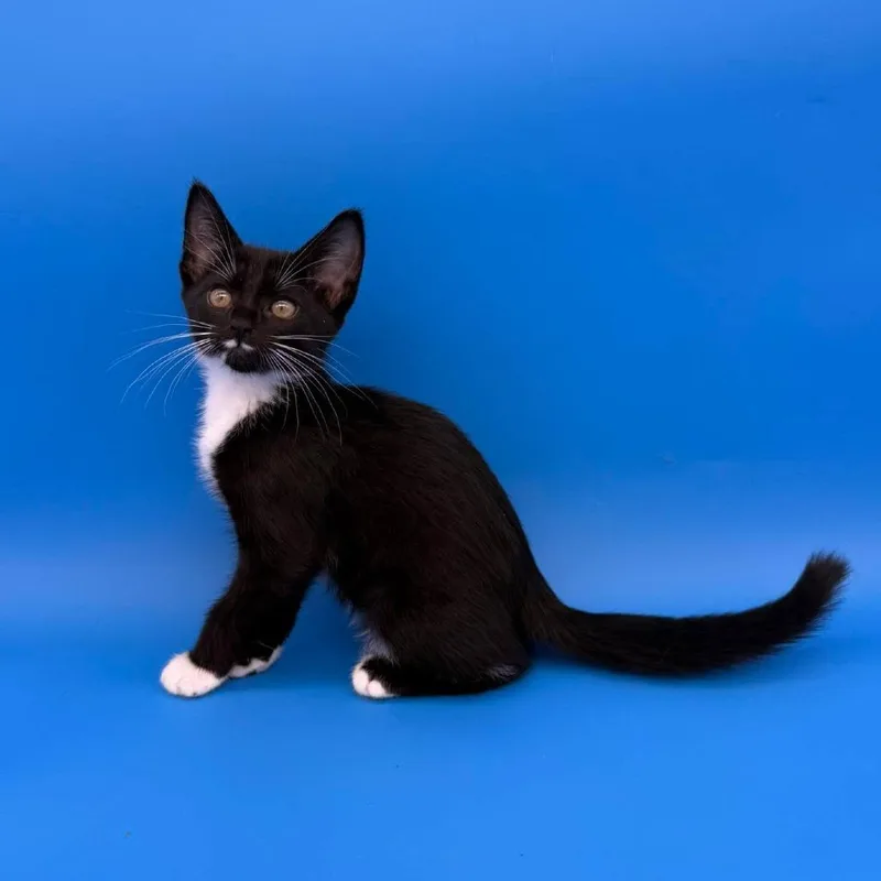 A baby small-sized female Black Domestic Short Hair cat named Marion for adoption in Plainfield, IL