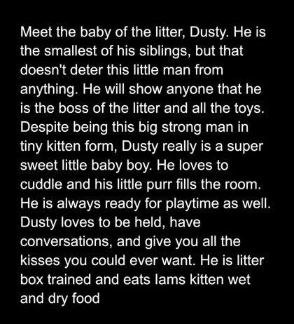 A baby small-sized male Black Domestic Short Hair cat named Dusty for adoption in Kansas City, MO