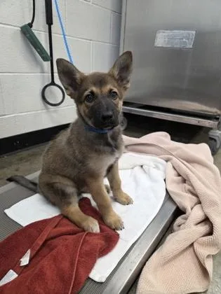 A baby large-sized female German Shepherd Dog dog named Indigo for adoption in Sacramento, CA