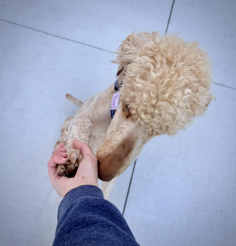 An adult medium-sized male Yellow / Tan / Blond / Fawn Goldendoodle dog named Luther for adoption in Kalamazoo, MI