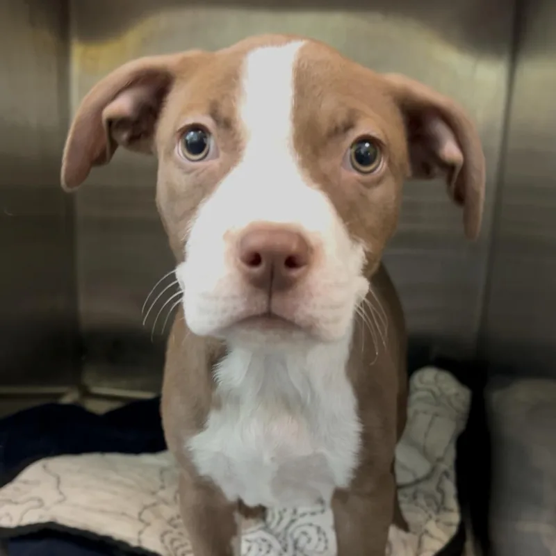 A baby medium-sized female Brown / Chocolate Mixed Breed dog named Root Beer for adoption in Charleston, SC