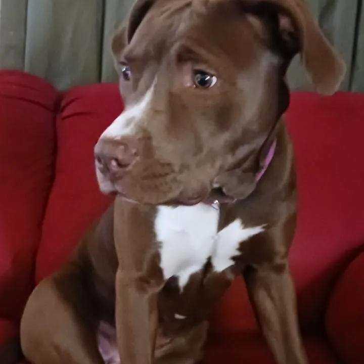 A young medium-sized female Brown / Chocolate Labrador Retriever dog named Mocha for adoption in Marion, VA