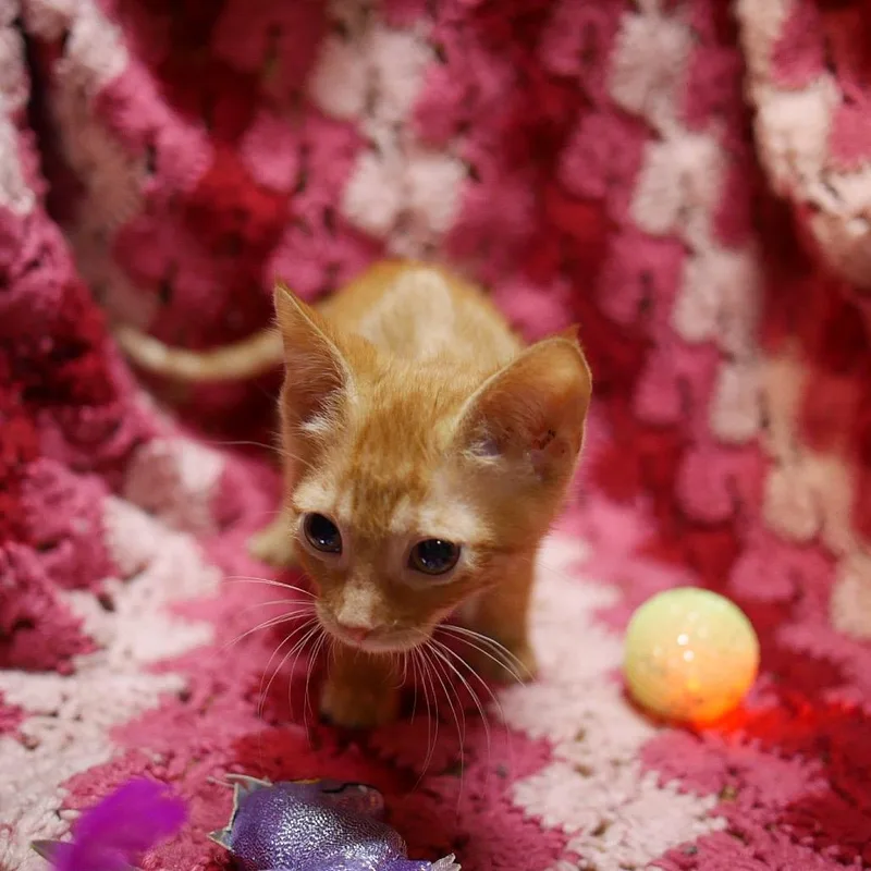 A baby small-sized male Orange / Red Domestic Short Hair cat named Rocket for adoption in Wichita, KS