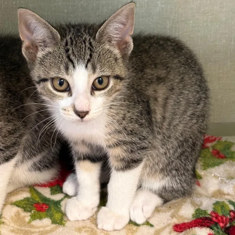 A baby small-sized male Brown / Chocolate Domestic Short Hair cat named Jimmy Kimmel for adoption in Monroe, MI