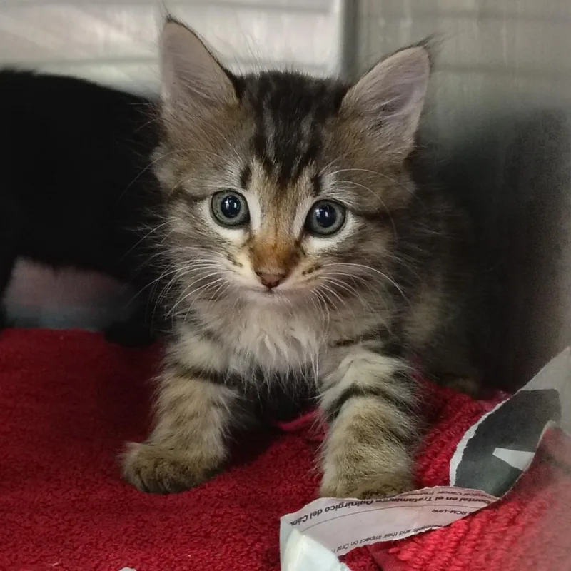 A baby small-sized female Brown / Chocolate Domestic Medium Hair cat named Fanny for adoption in Vieques, PR