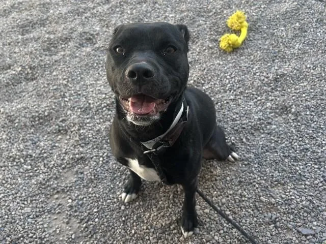 A young medium-sized female Pit Bull Terrier dog named Lucille for adoption in Mesa, AZ