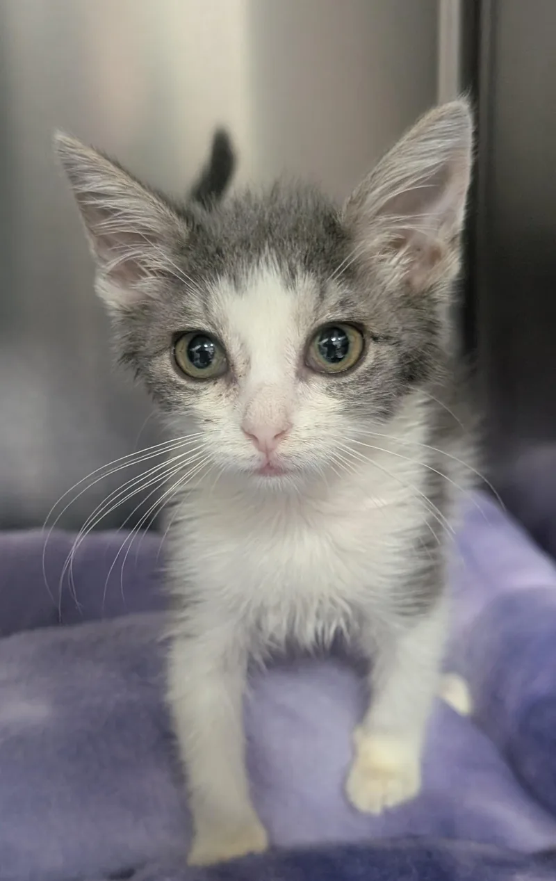 A young small-sized female Gray & White Domestic Short Hair cat named Ember for adoption in New Ulm, MN