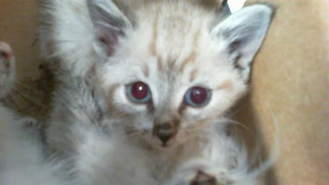 A baby small-sized male Domestic Medium Hair cat named Charlie for adoption in Charlotte, NC