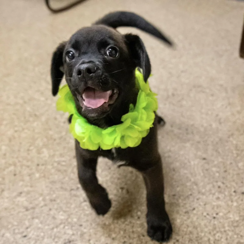 A baby medium-sized male Labrador Retriever dog named Bermuda for adoption in Valparaiso, IN
