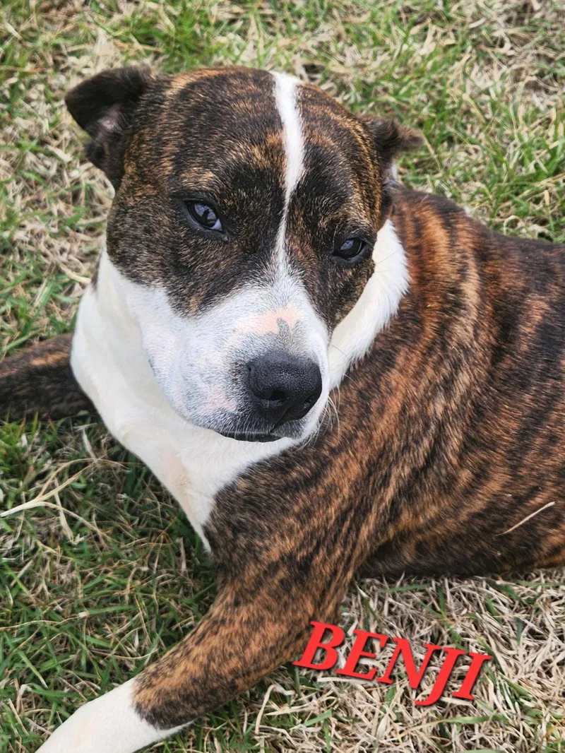 A young medium-sized male Brindle Boxer dog named Benji for adoption in Andover, MA