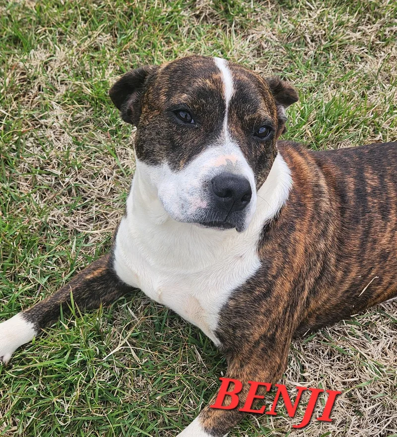 Benji thumbnail 3