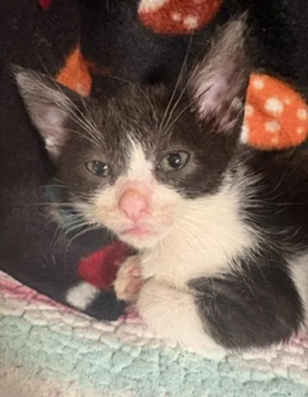 A baby small-sized female Domestic Short Hair cat named Amethyst for adoption in Oceanside, CA