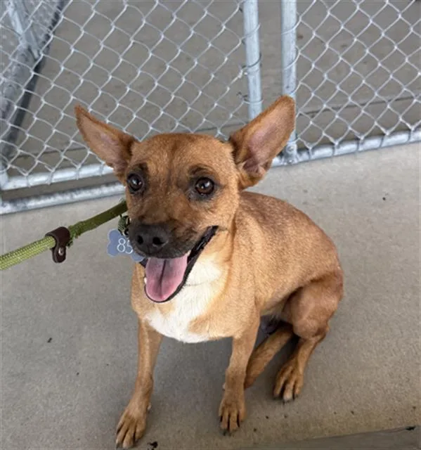An adult small-sized female Chihuahua dog named Abispa for adoption in Bakersfield, CA