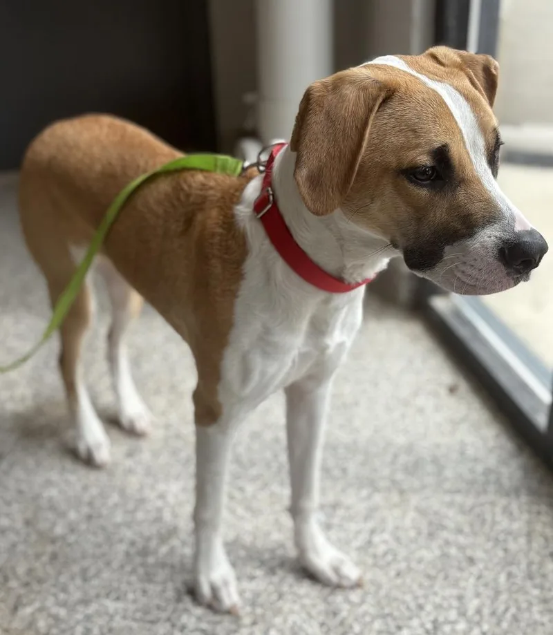 A young medium-sized male Mixed Breed dog named Cruz for adoption in Jackson, MI