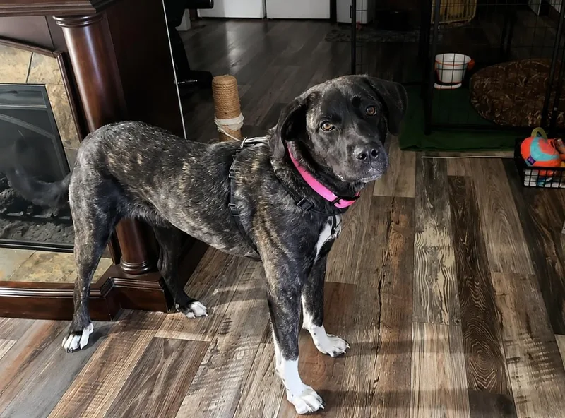 A young large-sized female Brindle Labrador Retriever dog named Rain for adoption in Sedalia, MO