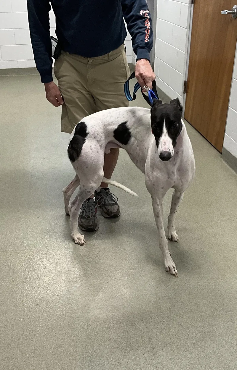 An adult large-sized male Greyhound dog named Arroyo Gordon for adoption in Tarpon Springs, FL