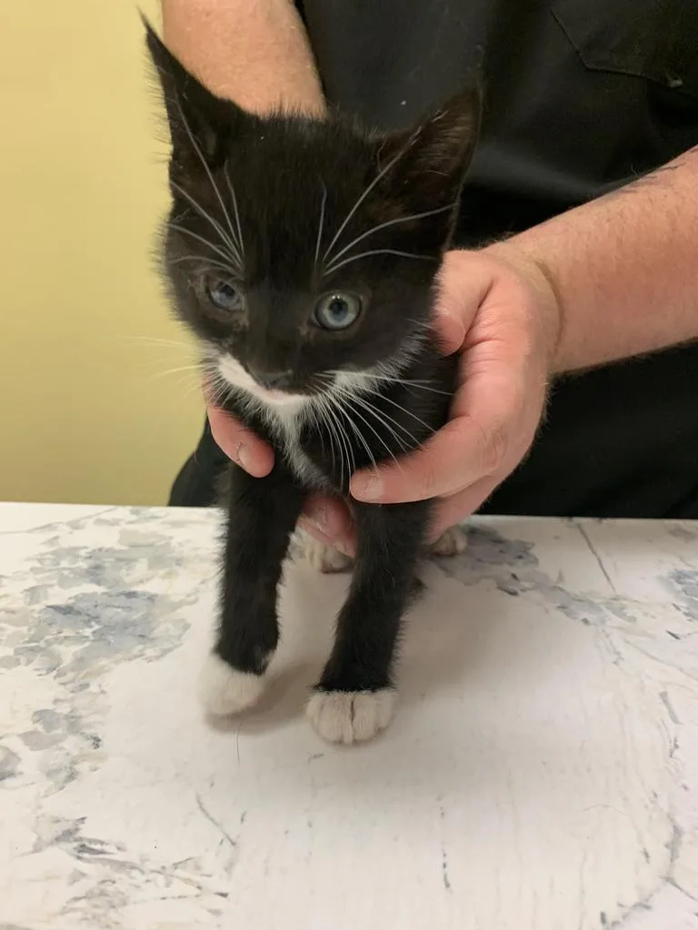 A baby medium-sized male Domestic Short Hair cat named Jim Morrison for adoption in Florence, SC