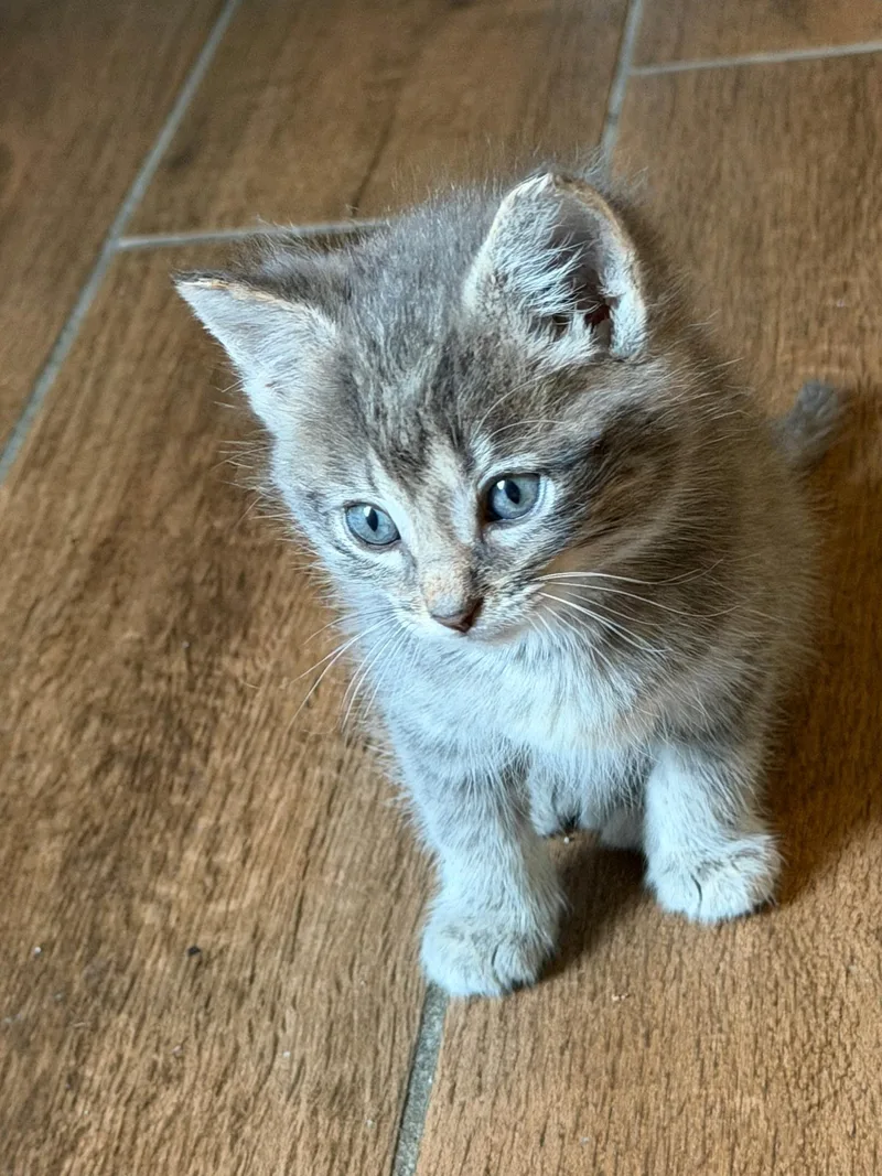 A young large-sized male Domestic Short Hair cat named Larry for adoption in Wheeling, IL