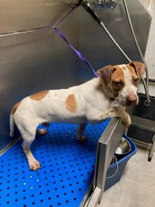 Freckles thumbnail 3