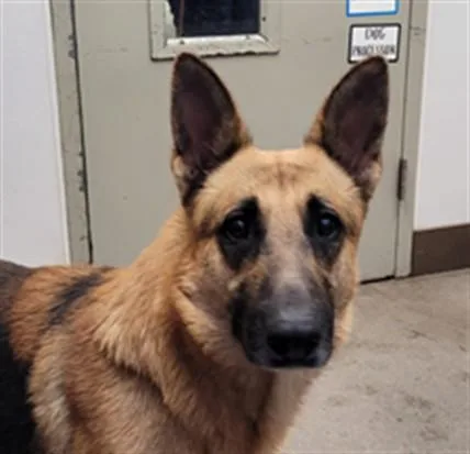 An adult large-sized male German Shepherd Dog dog named Stellan for adoption in Tucson, AZ
