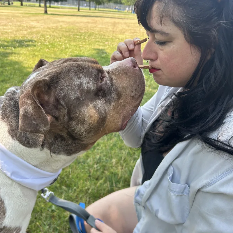 An adult large-sized male American Bully dog named Coleman for adoption in Olympia, WA