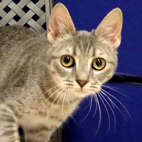 A baby small-sized female Domestic Long Hair cat named Rain for adoption in Midland, TX