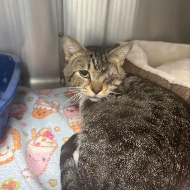 A young large-sized male Brown / Chocolate Domestic Short Hair cat named Ollie for adoption in Lakeland, FL