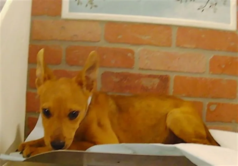A baby small-sized female Labrador Retriever dog named A for adoption in Houston, TX