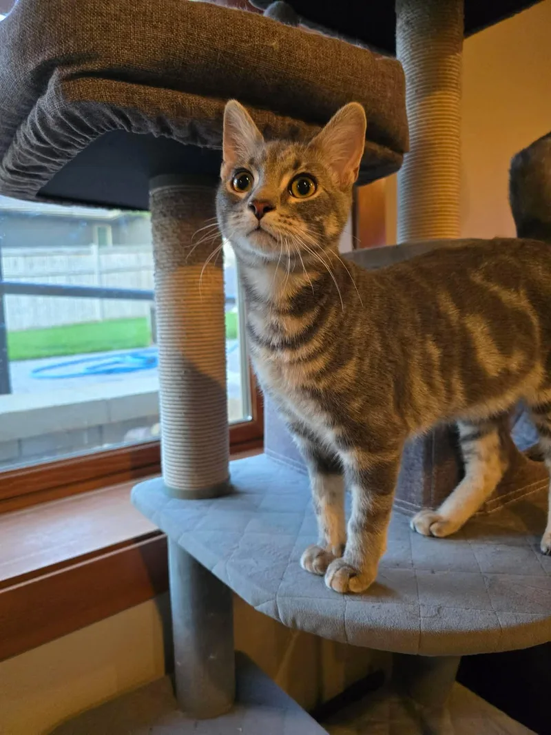 A baby medium-sized male Tabby (Gray / Blue / Silver) Domestic Short Hair cat named Steele for adoption in Sioux Falls, SD